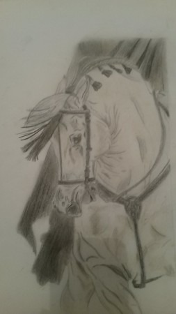 tête, encolure et poitrail de cheval