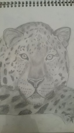 dessin d'une panthère